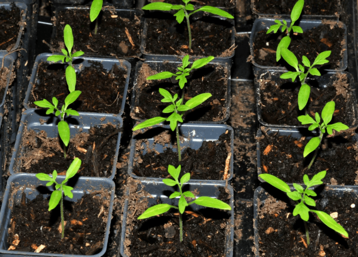 Выращивание рассады и отбраковка