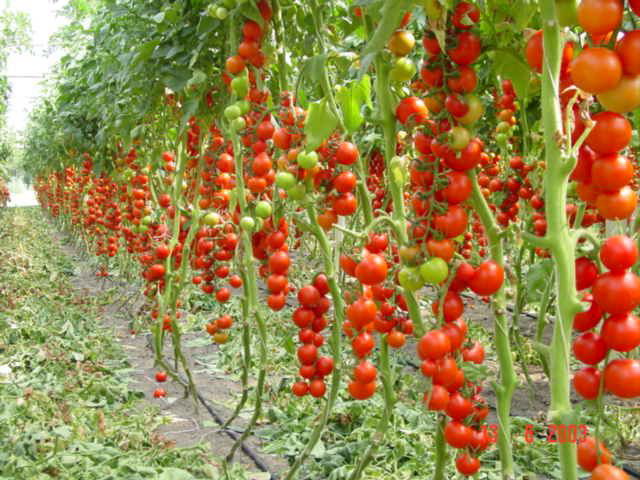 Помидоры, подготовка семян,выращивание помидоров , томаты, помидоры, семена помидор, семена томатов, как вырастить помидоры, как вырастить томаты