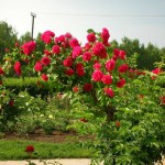 размножение роз черенками, как размножать розы,черенкование роз,розы,разведение роз